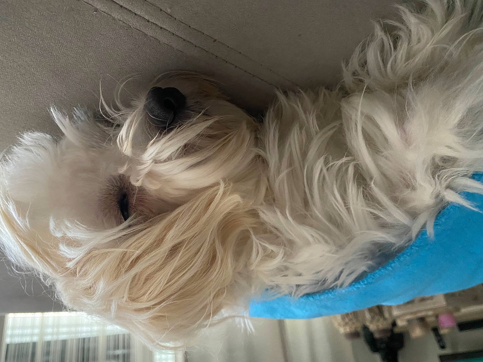 Belle participe au concours pour gagner de l'argent avec cette photo : canidae, carnivore, companion_dog, dog, dog_breed, dress, electric_blue, fashion_accessory, feather, fur, helmet, liver, sporting_group, tail, thread, tire, toy_dog, wing, wood, wool