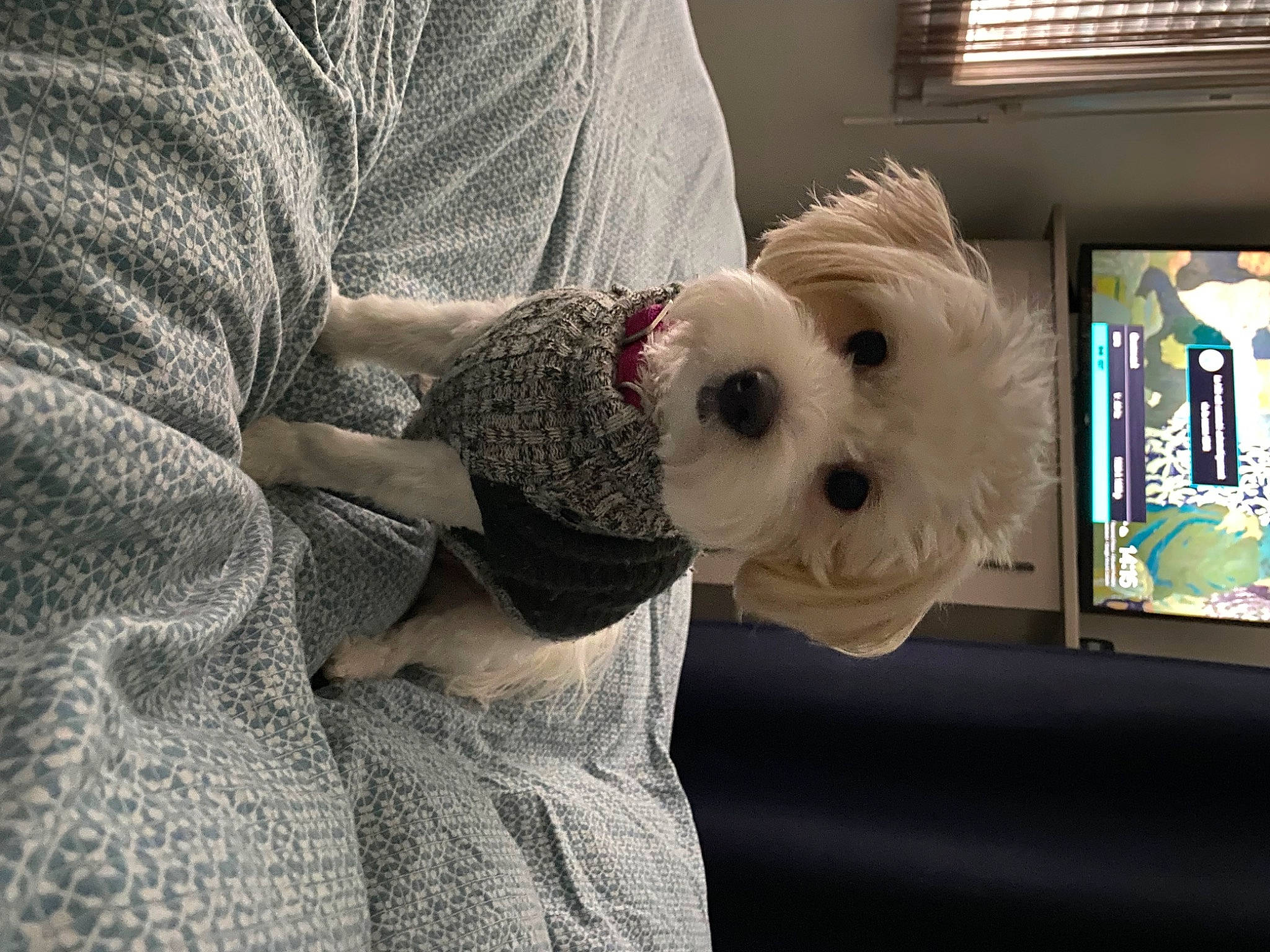 Belle participe au concours pour gagner de l'argent avec cette photo : bow_tie, carnivore, comfort, companion_dog, dog, dog_breed, dog_clothes, dog_supply, eyewear, fawn, goggles, sleeve, small_terrier, snout, stuffed_toy, sunglasses, t_shirt, toy_dog, vision_care, working_animal