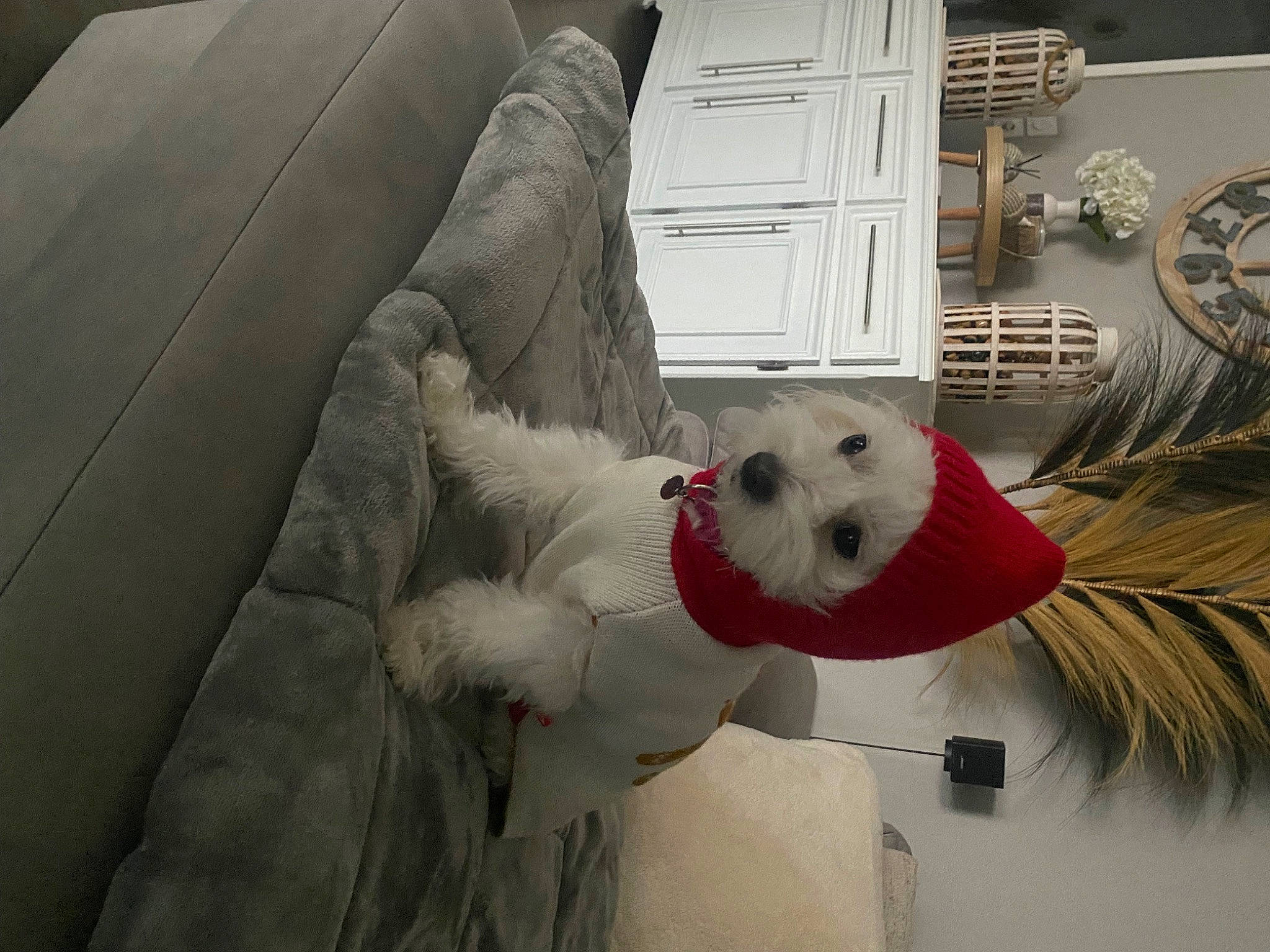 Belle a rejoint le concours — aidez-le/la à gagner de superbes lots ! carnivore, comfort, companion_dog, couch, dog, dog_breed, door, event, felidae, fur, house, plant, room, small_to_medium_sized_cats, stuffed_toy, tail, textile, tree, whiskers, wing