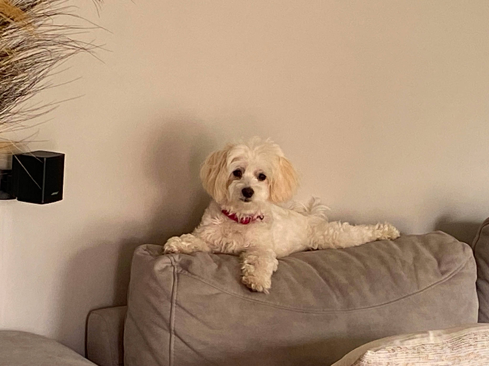 Belle a rejoint le concours — aidez-le/la à gagner de superbes lots ! carnivore, comfort, companion_dog, couch, dog, dog_breed, dog_supply, fur, living_room, maltepoo, non_sporting_group, pillow, rectangle, room, small_terrier, sporting_group, throw_pillow, toy_dog, working_animal