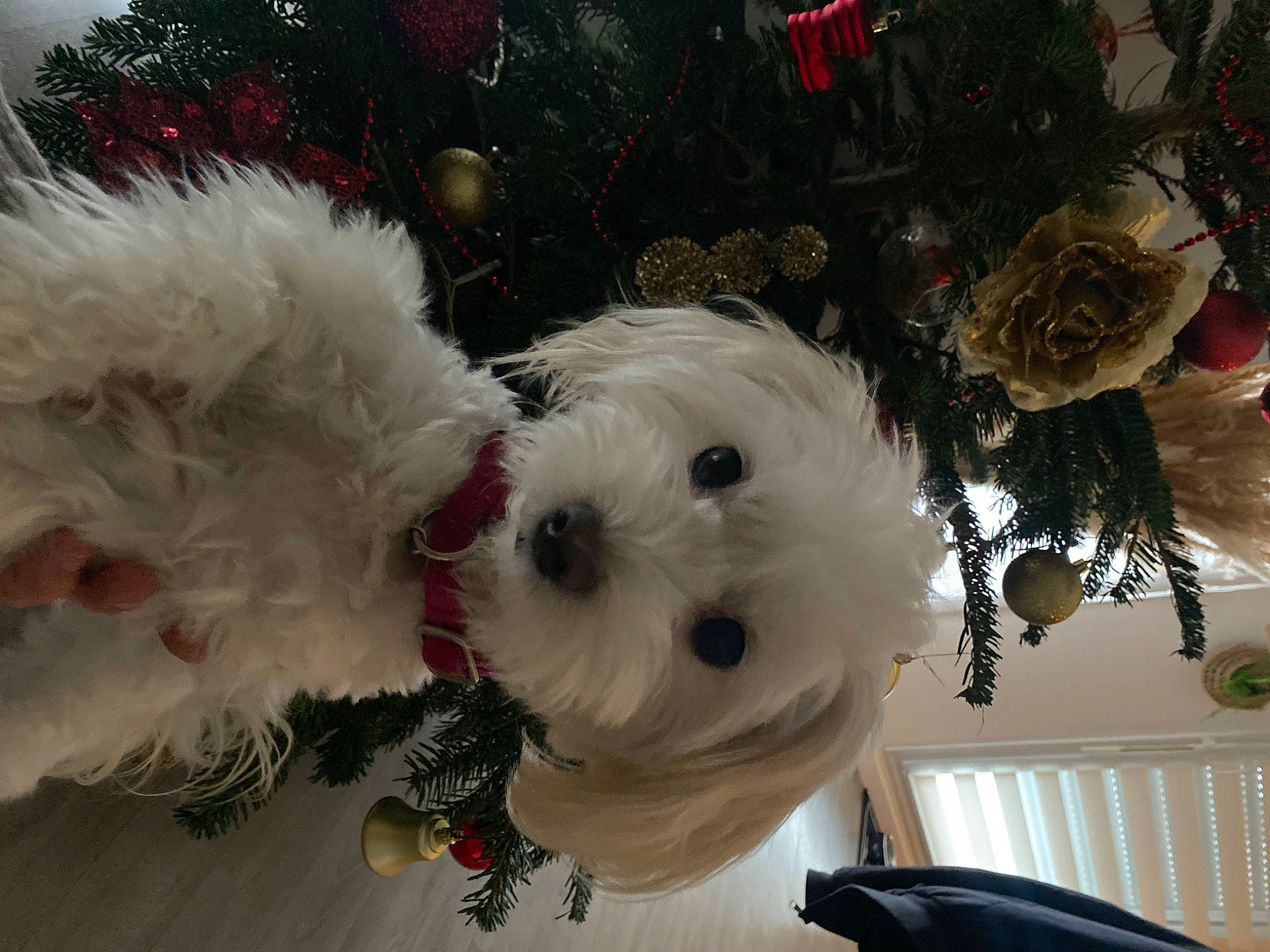 Belle participe au concours pour gagner de l'argent avec cette photo : canidae, carnivore, christmas_ornament, christmas_tree, collar, companion_dog, dog, dog_breed, dog_collar, event, fur, ornament, plant, snout, sporting_group, stuffed_toy, toy, toy_dog, tree, white