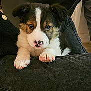 Akiera participe au concours pour gagner de l'argent avec cette photo : puppy, dog, pet, cute, animal, indoors, cushion, black_and_white, pink_nose, fur, small, young, paws, looking_at_camera, domestic, adorable, resting, floor, cozy, companion