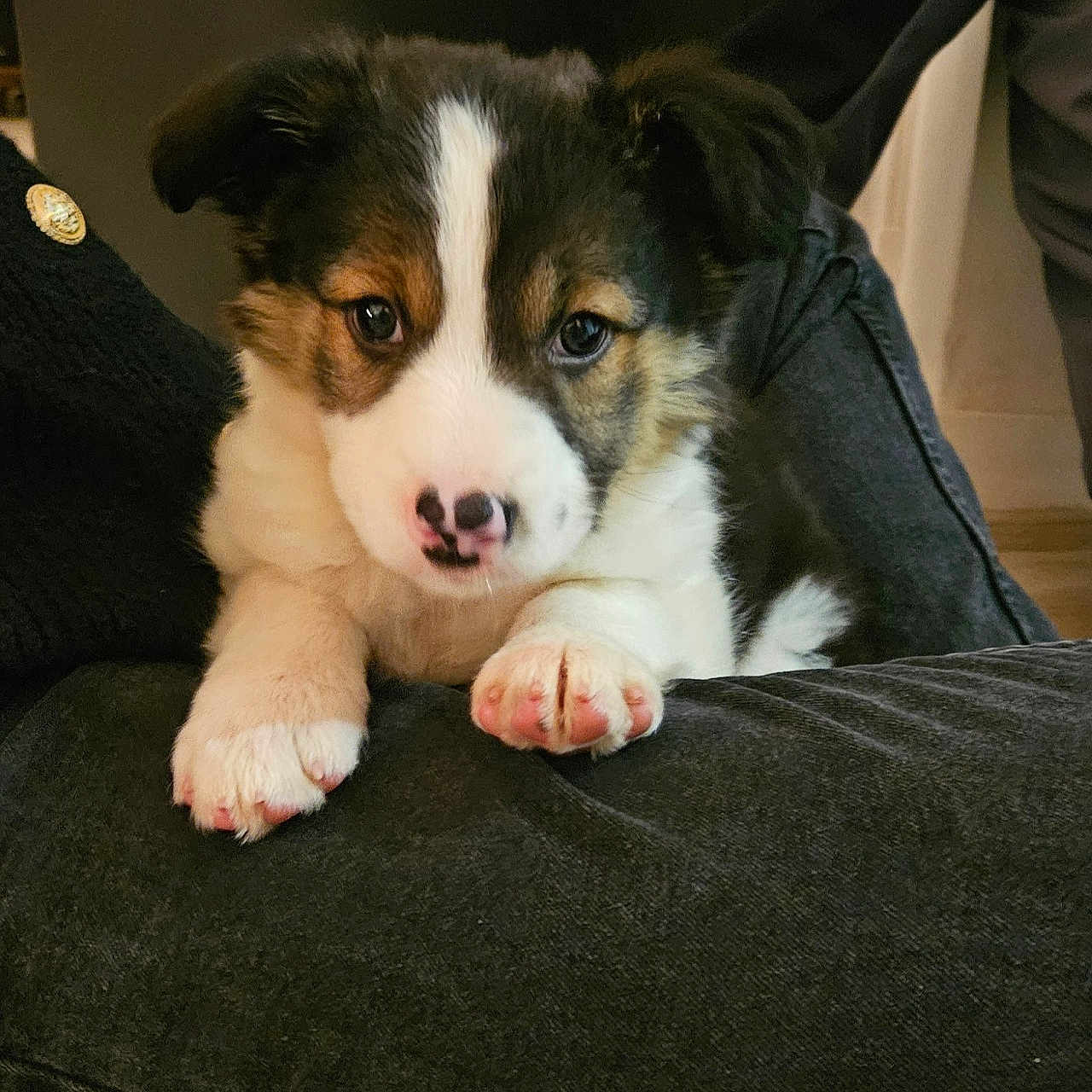 Akiera participe au concours pour gagner de l'argent avec cette photo : adorable, animal, black_and_white, companion, cozy, cushion, cute, dog, domestic, floor, fur, indoors, looking_at_camera, paws, pet, pink_nose, puppy, resting, small, young