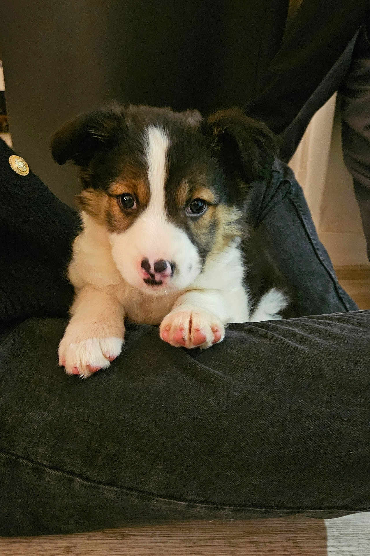 Akiera participe au concours pour gagner de l'argent avec cette photo : puppy, dog, pet, cute, animal, indoors, cushion, black_and_white, pink_nose, fur, small, young, paws, looking_at_camera, domestic, adorable, resting, floor, cozy, companion