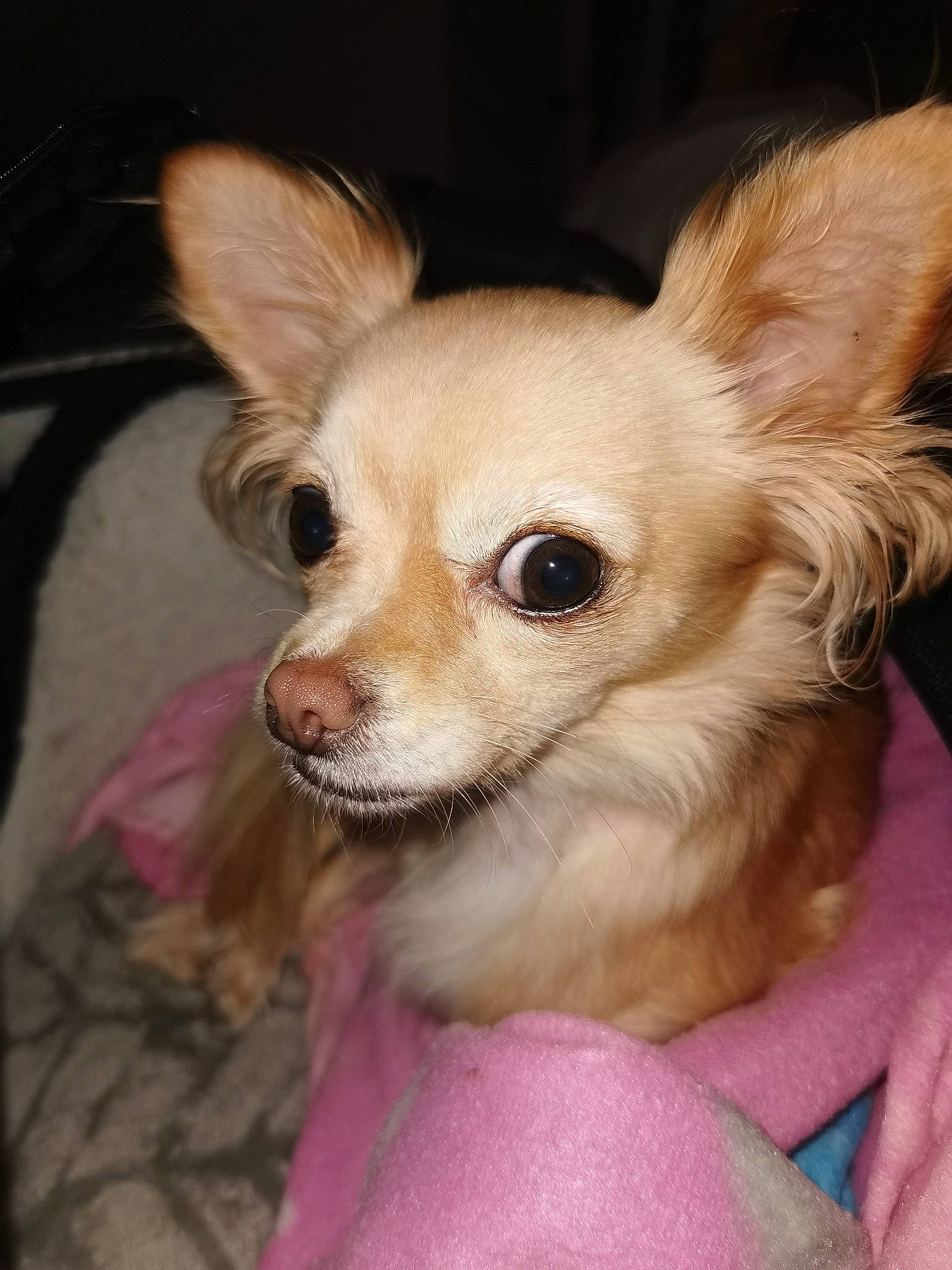 Ruby participe au concours pour gagner de l'argent avec cette photo : canidae, carnivore, chihuahua, close_up, companion_dog, corgi_chihuahua, dog, dog_breed, dog_supply, ear, eyelash, fawn, fur, russkiy_toy, snout, terrestrial_animal, toy_dog, vertebrate, whiskers