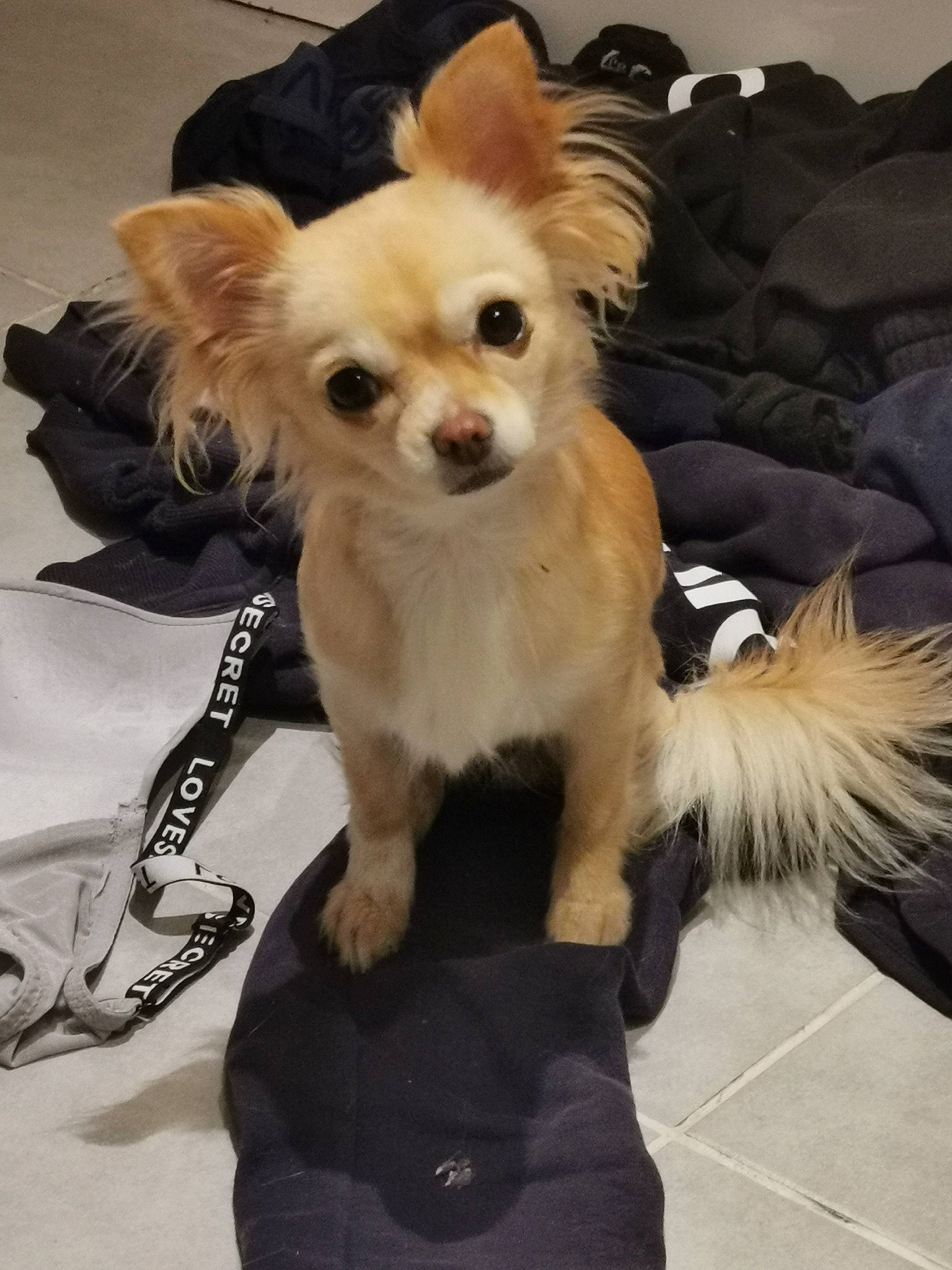 Ruby a rejoint le concours — aidez-le/la à gagner de superbes lots ! canidae, carnivore, chair, chihuahua, companion_dog, couch, dog, dog_breed, dog_supply, fashion_accessory, fawn, fur, mammal, non_sporting_group, puppy, snout, sporting_group, toy_dog, whiskers, working_animal