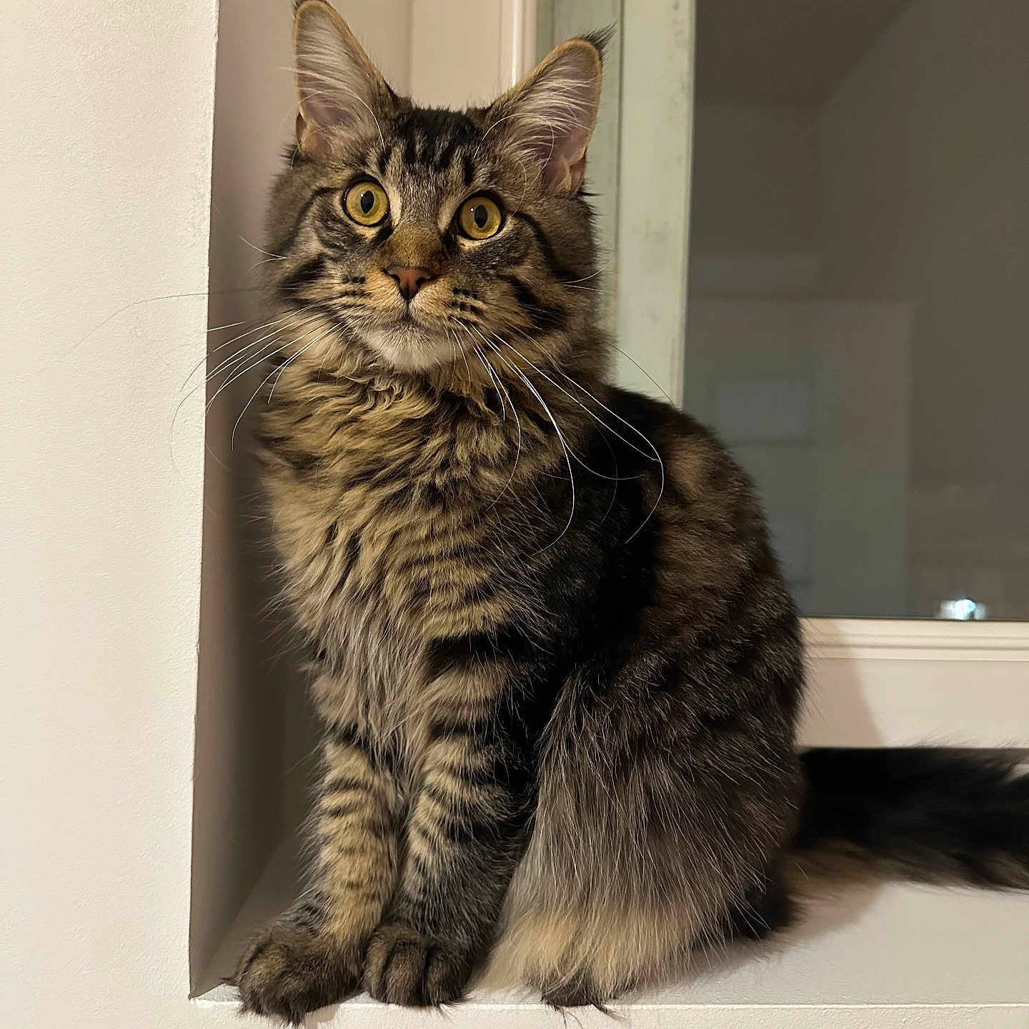 Zeus participe au concours pour gagner de l'argent avec cette photo : abyssinian, angora, animal, cat, egyptiancat, hardwood, kitten, manx, pet, window, windowsill, wood