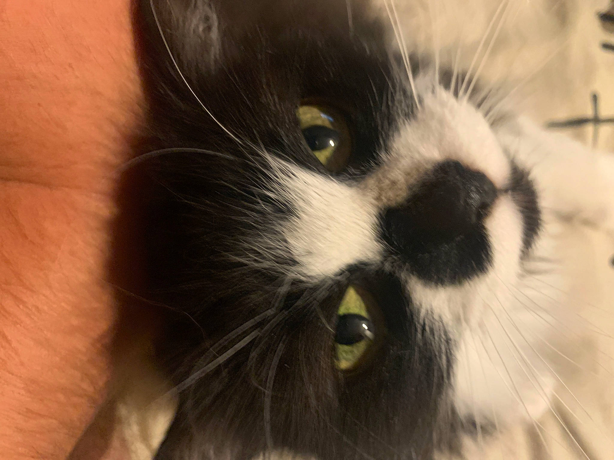 Bamboo a rejoint le concours — aidez-le/la à gagner de superbes lots ! carnivore, cat, close_up, domestic_long_haired_cat, eye, felidae, fur, mammal, nose, small_to_medium_sized_cats, snout, whiskers