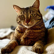 Tafira participe au concours pour gagner de l'argent avec cette photo : cat, tabby_cat, pet, animal, feline, fur, whiskers, ears, eyes, paws, relaxed, indoor, bed, blanket, soft, close_up, portrait, cute, domestic_animal, mammal