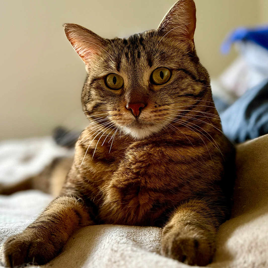 Tafira participe au concours pour gagner de l'argent avec cette photo : animal, bed, blanket, cat, close_up, cute, domestic_animal, ears, eyes, feline, fur, indoor, mammal, paws, pet, portrait, relaxed, soft, tabby_cat, whiskers