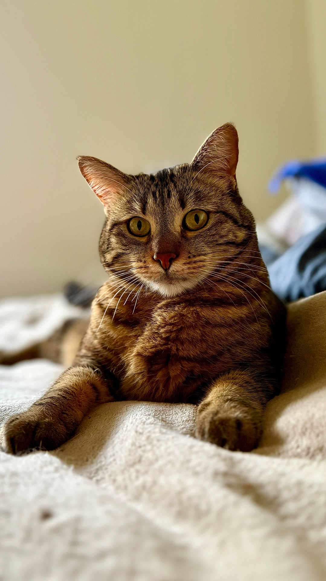 Tafira participe au concours pour gagner de l'argent avec cette photo : cat, tabby_cat, pet, animal, feline, fur, whiskers, ears, eyes, paws, relaxed, indoor, bed, blanket, soft, close_up, portrait, cute, domestic_animal, mammal