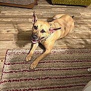 Mak is registered to the contest to win money with this photo: animal, brown_dog, canine, chair, collar, dog, domestic_animal, ears, floor, furniture, happy, home, indoor, looking_up, lying_down, pet, rug, smiling, tongue_out, wooden_floor