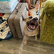 Mak is registered to the contest to win money with this photo: dog, living_room, person, suitcase, floor, couch, handbag, wooden_floor, footwear, pillow, table, book, person_sitting, plaid_shirt, smiling_dog, indoor, pet, happy, collar, foot