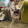 dog, living_room, person, suitcase, floor, couch, handbag, wooden_floor, footwear, pillow, table, book, person_sitting, plaid_shirt, smiling_dog, indoor, pet, happy, collar, foot