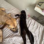 Bennie joined the competition — help win amazing prizes! animal, bed, black_cat, blanket, cat, cozy, dog, furniture, home, indoor, nightstand, outlet, paw, pet, relaxing, resting, sleeping, tail, tan_dog, wall