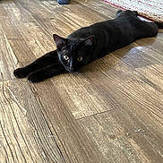 Bennie is registered to the contest to win money with this photo: cat, black_cat, wooden_floor, stretching, indoor, pet, animal, alert, flooring, exercise_bike, rug, home, domestic_cat, feline, whiskers, ears, paws, relaxed, laying_down, curious