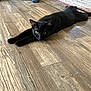 cat, black_cat, wooden_floor, stretching, indoor, pet, animal, alert, flooring, exercise_bike, rug, home, domestic_cat, feline, whiskers, ears, paws, relaxed, laying_down, curious