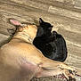 animal_companions, black_cat, cat, closeup, comfort, cozy, dog, domestic_animals, flooring, friendship, fur, indoor, paws, pets, resting, rug, sleeping, snuggling, tan_dog, wooden_floor