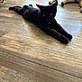 animal, black_cat, canine, cat, collar, companion, curious, dog, domestic_animals, feline, flooring, household, indoor, mammal, paw, pets, relaxing, resting, stretching, wooden_floor