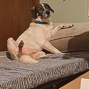 Baby Huey joined the competition — help win amazing prizes! animal, brown, collar, couch, cozy, curious, dog, domestic, door, floor, furniture, indoor, looking, lounge, pet, raised_leg, relaxed, resting, speckled, white