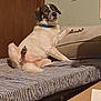 animal, brown, collar, couch, cozy, curious, dog, domestic, door, floor, furniture, indoor, looking, lounge, pet, raised_leg, relaxed, resting, speckled, white