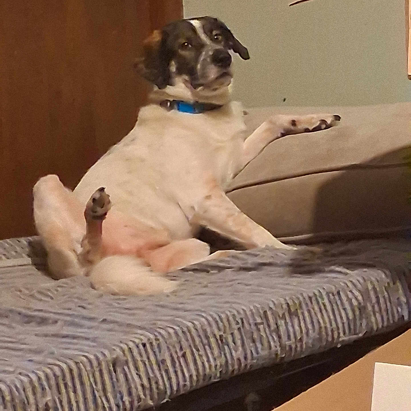 Baby Huey joined the competition — help win amazing prizes! animal, brown, collar, couch, cozy, curious, dog, domestic, door, floor, furniture, indoor, looking, lounge, pet, raised_leg, relaxed, resting, speckled, white