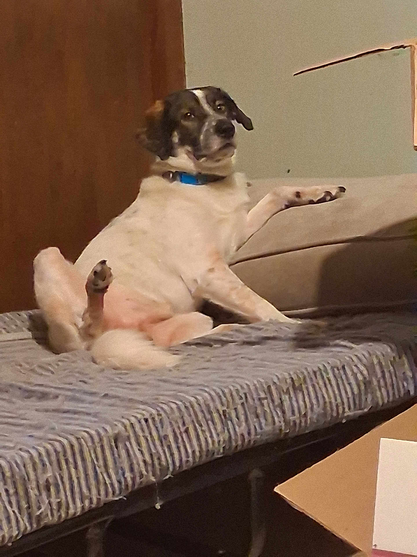 Baby Huey joined the competition — help win amazing prizes! animal, brown, collar, couch, cozy, curious, dog, domestic, door, floor, furniture, indoor, looking, lounge, pet, raised_leg, relaxed, resting, speckled, white