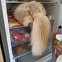cat, fluffy_tail, fridge, food, refrigerator, kitchen, red_pepper, packaged_meat, milk_bottle, jar, plastic_wrap, shelf, dairy, orange, exploration, pet, curious, indoor, domestic, animal