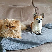 Salto participe au concours pour gagner de l'argent avec cette photo : cat, dog, persian_cat, chihuahua, pet, animal, furry, fluffy, small_dog, indoor, couch, blanket, resting, brown_cat, white_dog, ears_up, whiskers, companion, domestic, cute