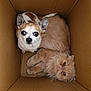 dog, cat, cardboard_box, pet, animal, small_dog, fluffy_cat, brown, white, fur, cute, indoors, looking_up, companions, close_together, curious, cozy, domestic, box, resting