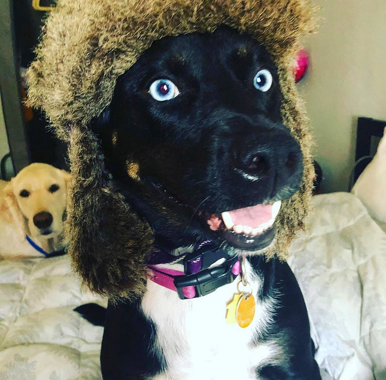 Zacy is registered to the contest to win money with this photo: bow_tie, carnivore, collar, companion_dog, dog, dog_breed, dog_collar, fawn, fur, giant_dog_breed, leash, pet_supply, selfie, snout, sporting_group, stuffed_toy, toy, toy_dog, whiskers, working_animal