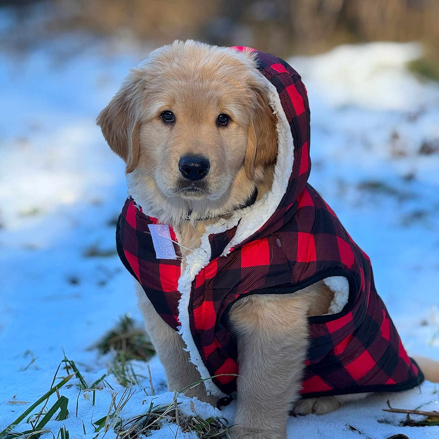 Suzanne Popyack is registered to the contest to win money with this photo: adorable, animal, canine, cold_weather, cute, dog, fur, golden_retriever, grass, nature, outdoor, pet, plaid, portrait, puppy, red_and_black, sitting, snow, winter_jacket, young_dog