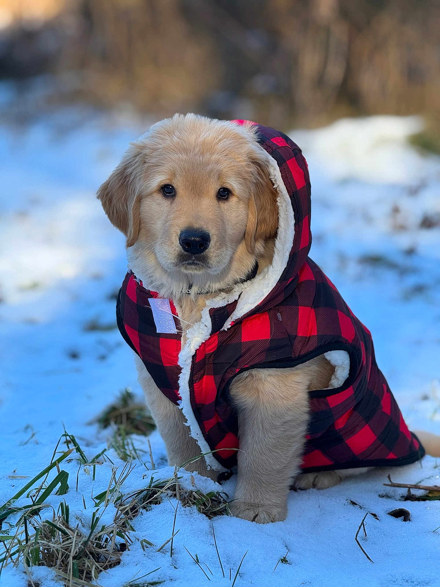 Suzanne Popyack is registered to the contest to win money with this photo: puppy, dog, golden_retriever, winter_jacket, plaid, red_and_black, snow, grass, outdoor, cold_weather, cute, pet, fur, animal, young_dog, portrait, nature, canine, adorable, sitting