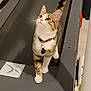cat, tabby, treadmill, pet, collar, indoor, animal, curious, fur, whiskers, paws, floor, exercise_equipment, looking_up, domestic_cat, cute, striped, playful, mammal, young_cat