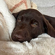 Maddy participe au concours pour gagner de l'argent avec cette photo : puppy, dog, chocolate_labrador, blanket, cozy, sleepy, fur, pet, indoors, couch, close_up, snuggling, cute, soft_texture, nose, ears, relaxed, comfort, home, animal