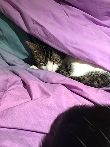 Woody And Alex is registered to the contest to win money with this photo: bed, bed_sheet, bedding, bedroom, blanket, carnivore, cat, comfort, domestic_short_haired_cat, felidae, fur, grey, linens, magenta, pattern, pink, purple, small_to_medium_sized_cats, textile, whiskers
