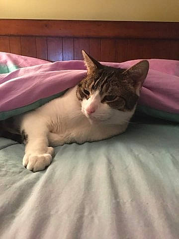 Woody And Alex joined the competition — help win amazing prizes! bed, bedding, carnivore, cat, comfort, domestic_short_haired_cat, eye, fawn, felidae, flooring, foot, fur, head, human_body, human_leg, linens, small_to_medium_sized_cats, snout, tail, whiskers