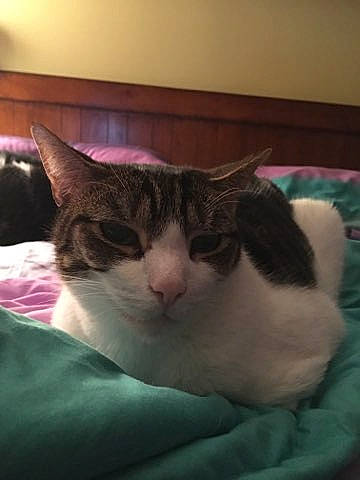 Woody And Alex joined the competition — help win amazing prizes! carnivore, cat, comfort, domestic_short_haired_cat, felidae, fur, linens, plant, room, small_to_medium_sized_cats, snout, tail, whiskers, window