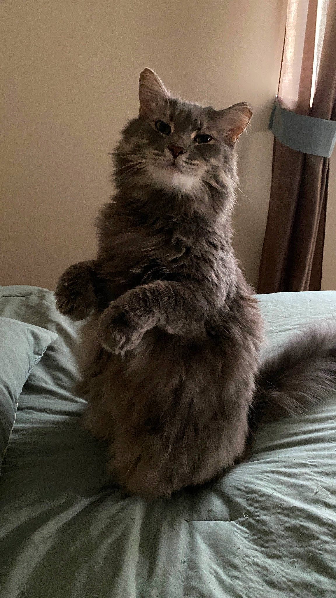 Elaine joined the competition — help win amazing prizes! british_longhair, carnivore, cat, claw, comfort, domestic_short_haired_cat, felidae, fur, grey, iris, maine_coon, monochrome, monochrome_photography, paw, sitting, small_to_medium_sized_cats, snout, tail, whiskers, window