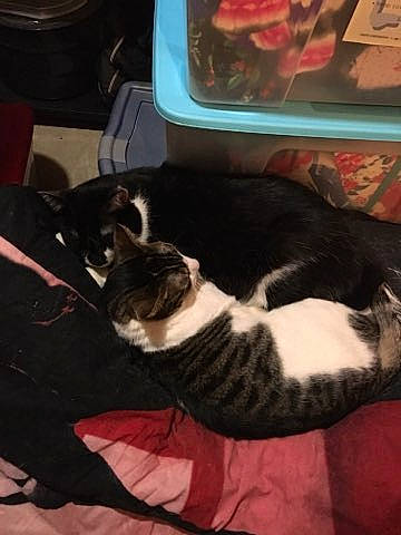 Woody is registered to the contest to win money with this photo: canidae, carnivore, cat, cloud, comfort, felidae, fur, lap, mammal, nap, room, sky, small_to_medium_sized_cats, tail, vertebrate, whiskers