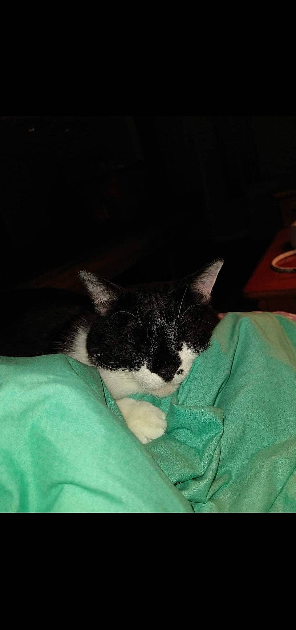 Woody joined the competition — help win amazing prizes! bedding, black_cat, carnivore, cat, cloud, comfort, darkness, domestic_short_haired_cat, felidae, fur, human_leg, linens, nap, room, sky, small_to_medium_sized_cats, snout, tail, tints_and_shades, whiskers