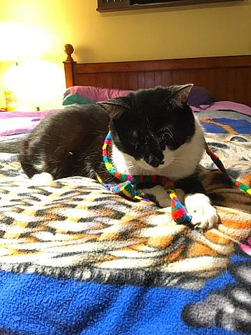 Woody joined the competition — help win amazing prizes! bedding, carnivore, carpet, cat, comfort, domestic_short_haired_cat, felidae, floor, flooring, fur, grey, linens, pattern, small_to_medium_sized_cats, tail, textile, whiskers, wood, wool, woolen