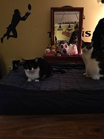 Woody joined the competition — help win amazing prizes! carnivore, cat, comfort, darkness, felidae, floor, flooring, fur, grey, hardwood, laminate_flooring, mammal, picture_frame, room, shelf, small_to_medium_sized_cats, tail, vertebrate, whiskers, wood