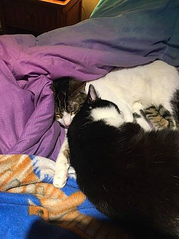 Woody joined the competition — help win amazing prizes! bed, bedding, carnivore, cat, cloud, comfort, domestic_short_haired_cat, felidae, fur, linens, mammal, nap, room, sleep, small_to_medium_sized_cats, square, tail, textile, tints_and_shades, whiskers