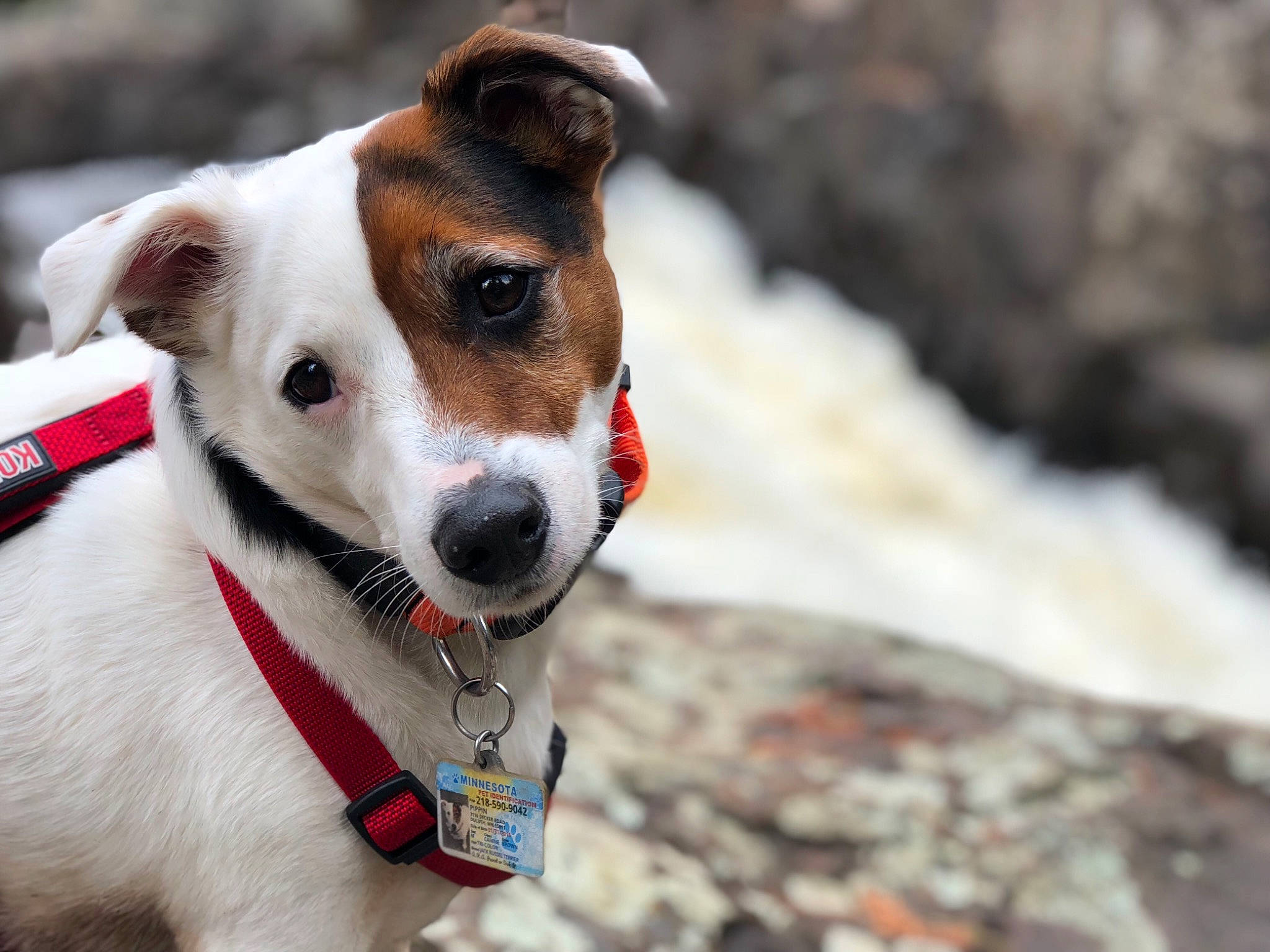 Pippin joined the competition — help win amazing prizes! canidae, carnivore, collar, companion_dog, danish_swedish_farmdog, dog, dog_breed, feist, fox_terrier, jack_russell_terrier, leash, mammal, miniature_fox_terrier, parson_russell_terrier, rare_breed_dog, russell_terrier, smooth_fox_terrier, snout, sporting_group, terrier