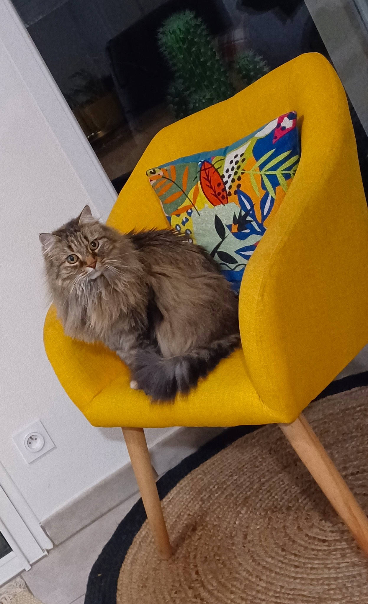 Mimie participe au concours pour gagner de l'argent avec cette photo : armrest, carnivore, cat, chair, comfort, companion_dog, fawn, felidae, flooring, flowerpot, fur, outdoor_furniture, plant, room, small_to_medium_sized_cats, tail, whiskers, wood