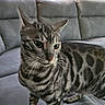 Bruin joined the competition — help win amazing prizes! alert, animal, bengal_cat, cat, couch, domestic_cat, ears, eyes, feline, fur, furniture, gray, indoor, legs, living_room, pet, spotted, striped, whiskers, window_blinds