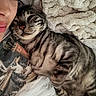 Bruin is registered to the contest to win money with this photo: bed, blanket, cat, closeup, comfort, cozy, cute, eyelashes, face, fur, human, indoor, nap, person, relaxed, resting, smile, snuggling, soft_texture, striped_cat