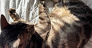 Bruin is registered to the contest to win money with this photo: animal, bed, cat, comfort, cozy, cute, feline, fur, indoor, paws, pet, quilt, relaxing, resting, shadow, sleeping, striped, sunlight, tabby, whiskers