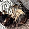 animal, bed, cat, comfort, cozy, cute, feline, fur, indoor, paws, pet, quilt, relaxing, resting, shadow, sleeping, striped, sunlight, tabby, whiskers